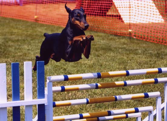 Jayman in Agility in the States