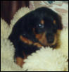 baby Dache