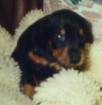 baby Dache