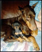 old Jordan with his 3rd generation progeny