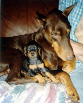 old Jordan with his 3rd generation progeny
