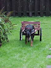 our first Draft Dog