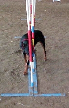 Jayman doing her  Weave Poles