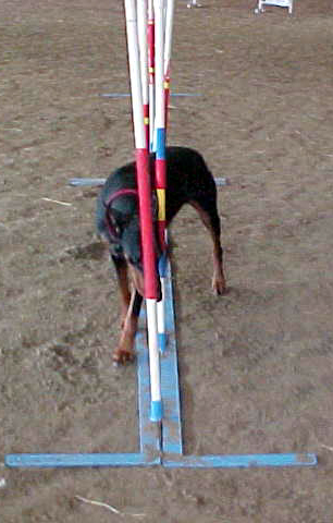 Jayman doing her  Weave Poles