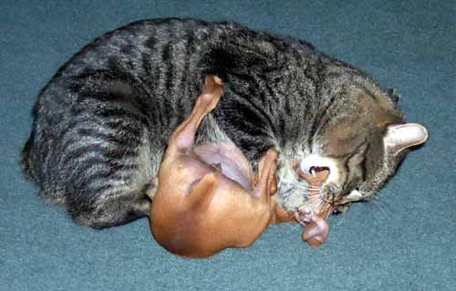 Cats rule Dogs drool