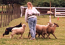 Herding