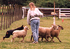 Herding