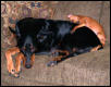 Resting comfortably