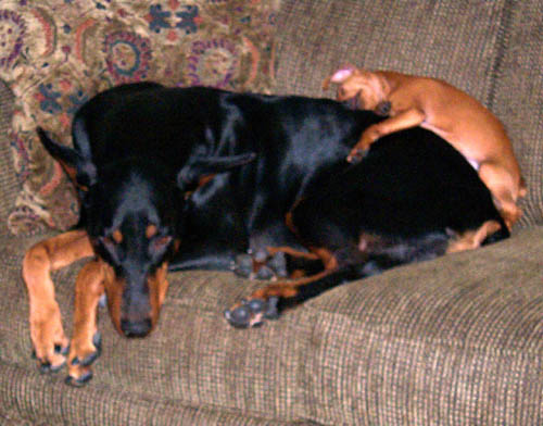 Resting comfortably