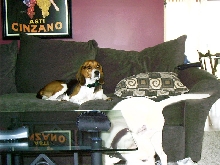 Harley the depressed dog