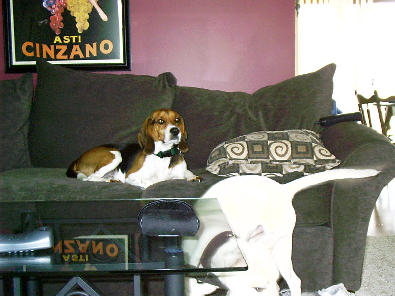 Harley the depressed dog