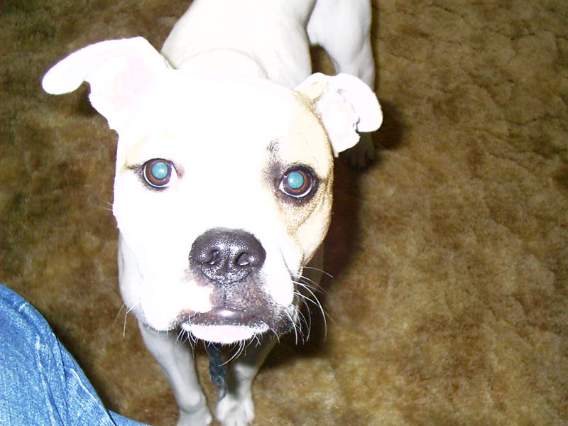 Zeus1