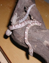 Motley Anery. A Corn Snake