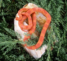 Corn Snake