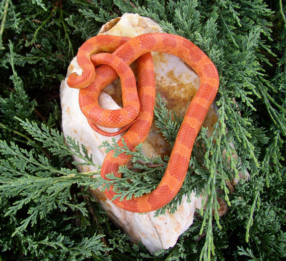 Corn Snake
