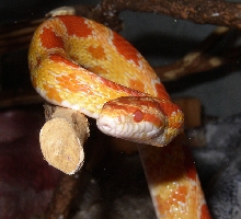 Amelanistic