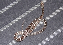 Anerythristic motley Hurricane
