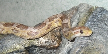 Ghost_Female