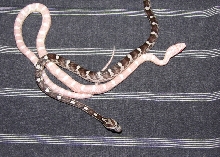 Snow and Anerythristic motley