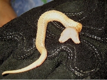 2 Headed Albino P. ophryomegas