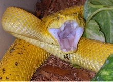 05 B. schlegeli