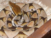 04 D. acutus