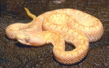 Porthidium ophryomegas