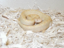 Albino Porthidium ophryomegas