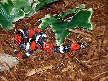 Lystrophis semicinctus (Tricolored hognose)