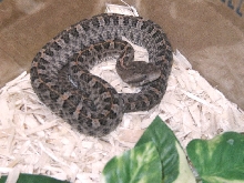 66% Het for Albino Porthidium ophryomegas
