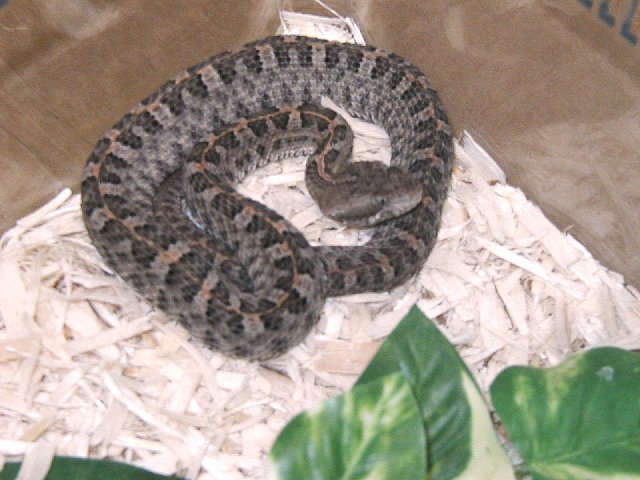 66% Het for Albino Porthidium ophryomegas
