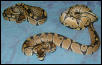 3 poss het for albino