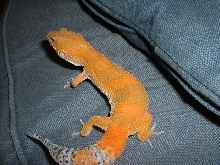 Pumpkin juv