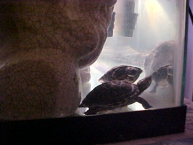 gamara & Bub