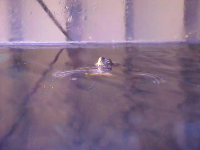 Jaws