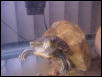 Gamara