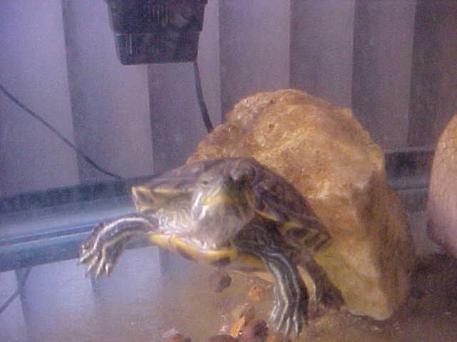 Gamara
