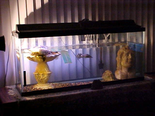 turtle mansion