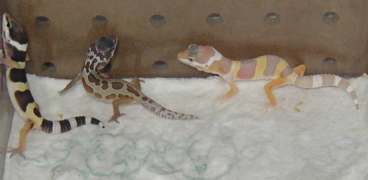 Albino and patternless