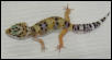 Baby hypo