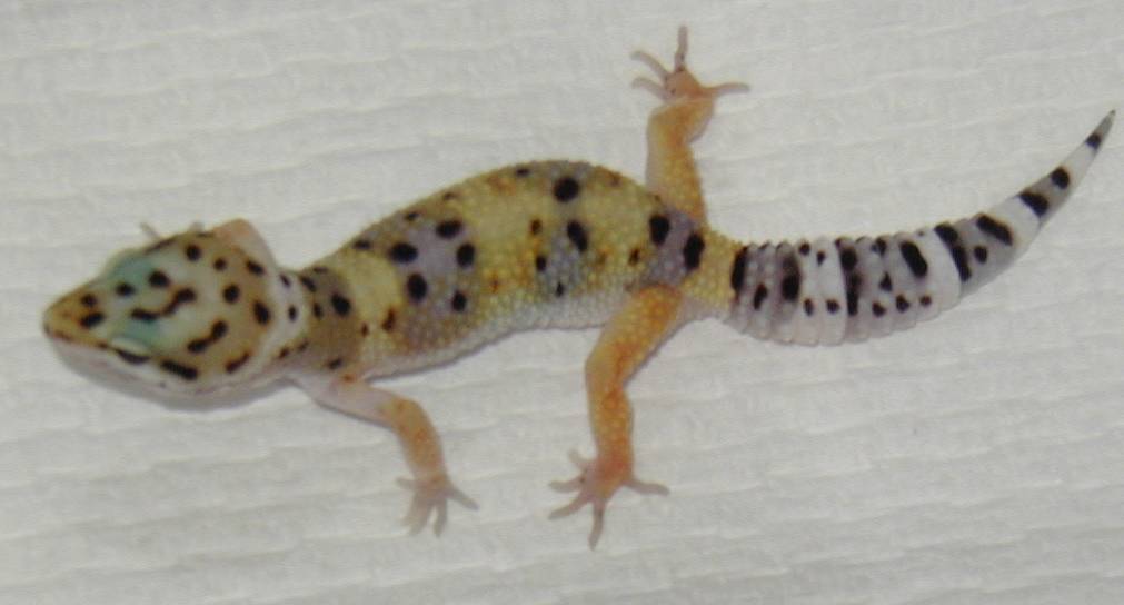 Baby hypo
