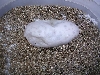 Gila egg