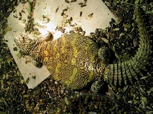 ornate uro  ... gravid??