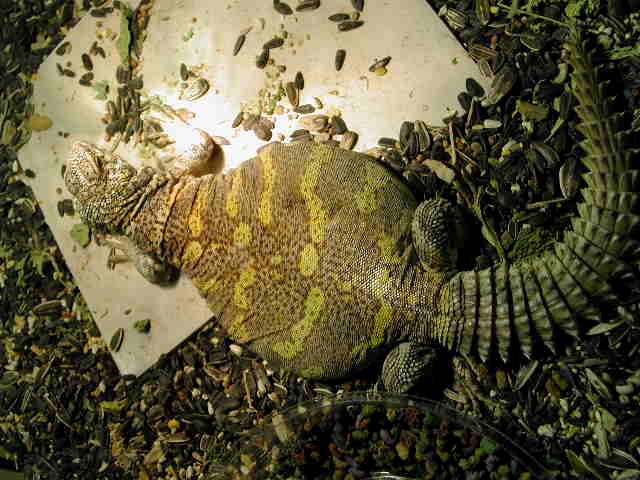ornate uro  ... gravid??
