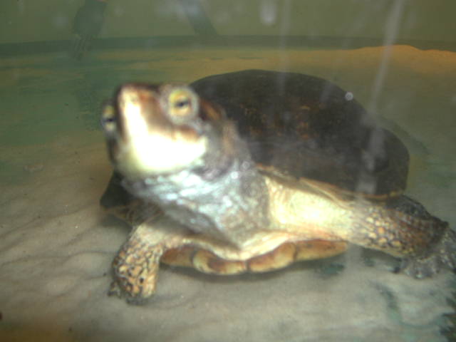 wp1