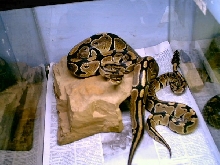 Ball pythons