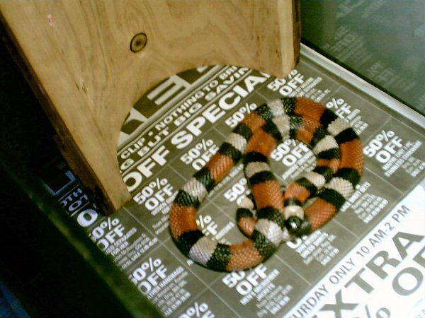 Pueblan Milksnake