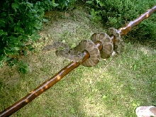 killian the tree boa