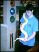 female albino burmese