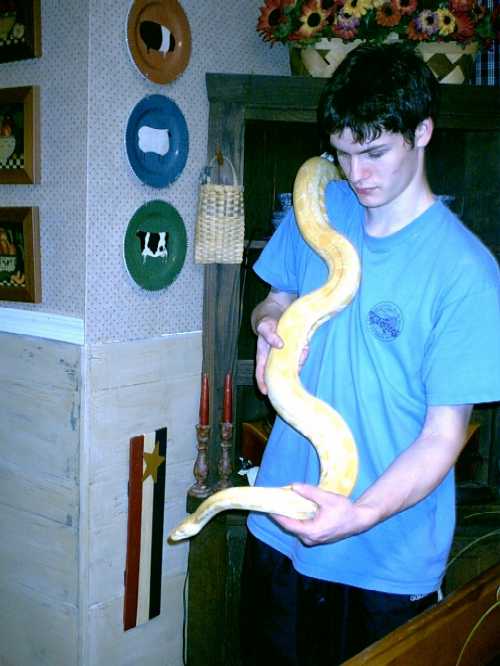 female albino burmese